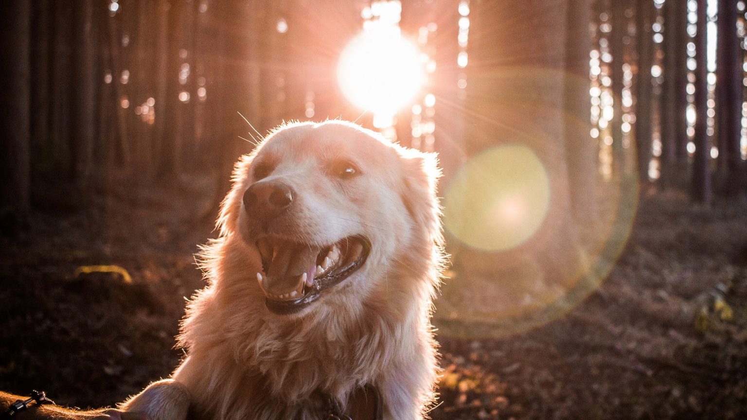 ให้ AI ช่วยดูแลสัตว์เลี้ยงของคุณได้ง่ายๆ แบบไร้กังวล