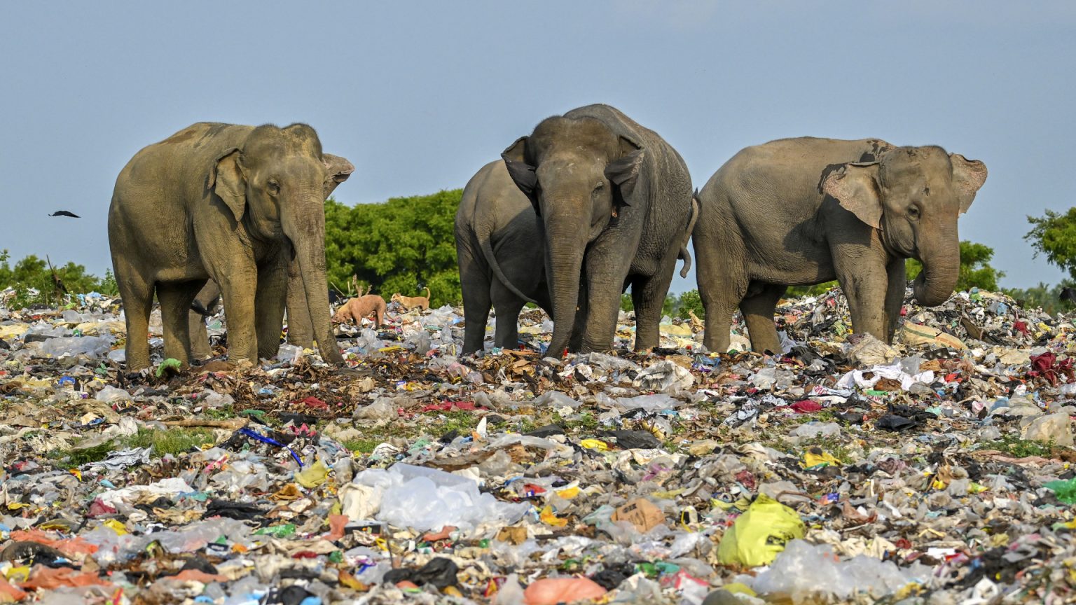 ภูเขาขยะพลาสติก แหล่งอาหารของช้างศรีลังกา