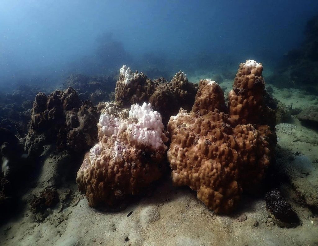 ปะการังในภาคตะวันออก ถ่ายเมื่อสัปดาห์ที่แล้ว ยังมีอาการสีซีดและฟอกขาวบ้าง แม้เข้าหน้าฝนมาพอสมควรแล้ว