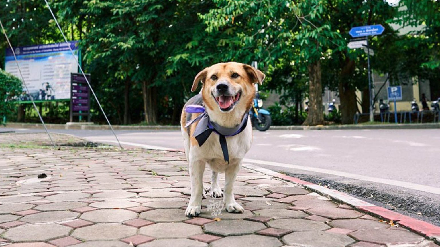 พิพากษา คุก 6 เดือน ผู้ต้องหาฆ่า เตี้ย มช.