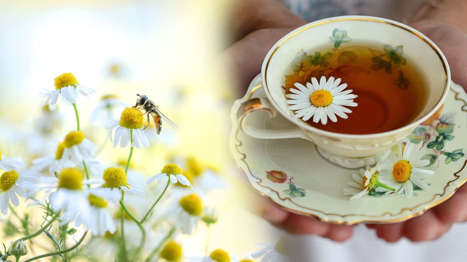 “คาโมมายล์” ดอกไม้ที่ช่วยในการนอนหลับ