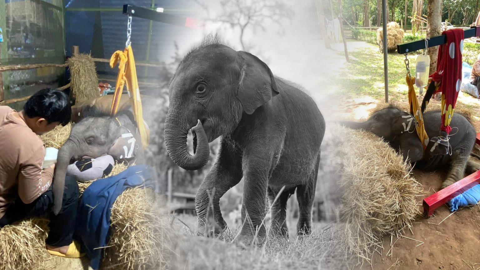 “พลายตุลา” กลับดาวช้าง เหตุกระดูกบางทั่วร่างและช็อคเพราะบาดเจ็บรุนแรง