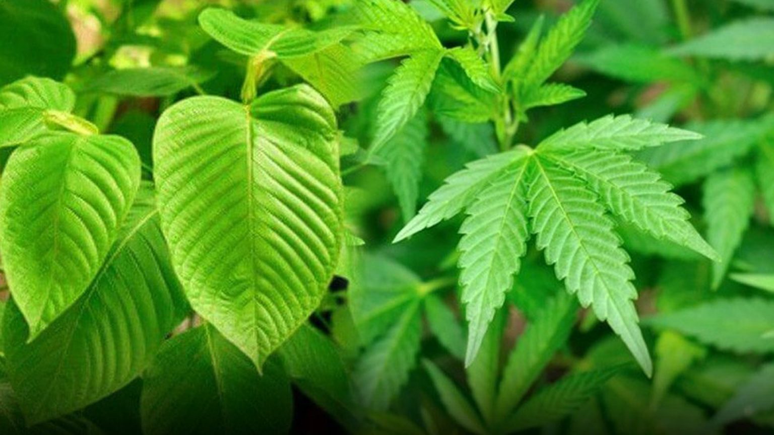 นักวิชาการ ห่วง กัญชาและกระท่อม ส่งผลรุนแรงกับหลายส่วนของร่างกาย