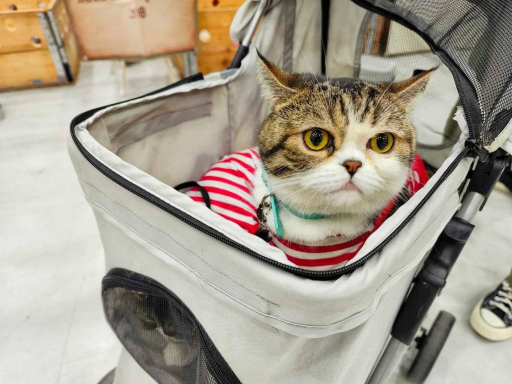 สมาร์ทฮาร์ท พรีเซนส์ ไทยแลนด์ อินเตอร์เนชั่นแนล เพ็ท วาไรตี้ 2024 งานรวมพลของคนรักสัตว์เลี้ยง