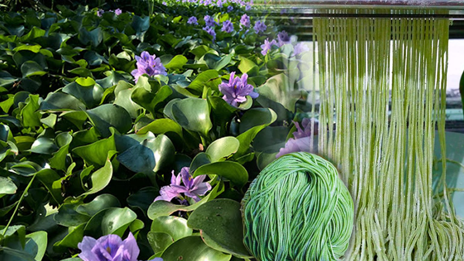 ‘ผักตบชวา’ จากวัชพืชไร้ค่าสู่ ‘บะหมี่หยกชวา’ ที่อุดมด้วยคลอโรฟิล และไฟเบอร์สูง