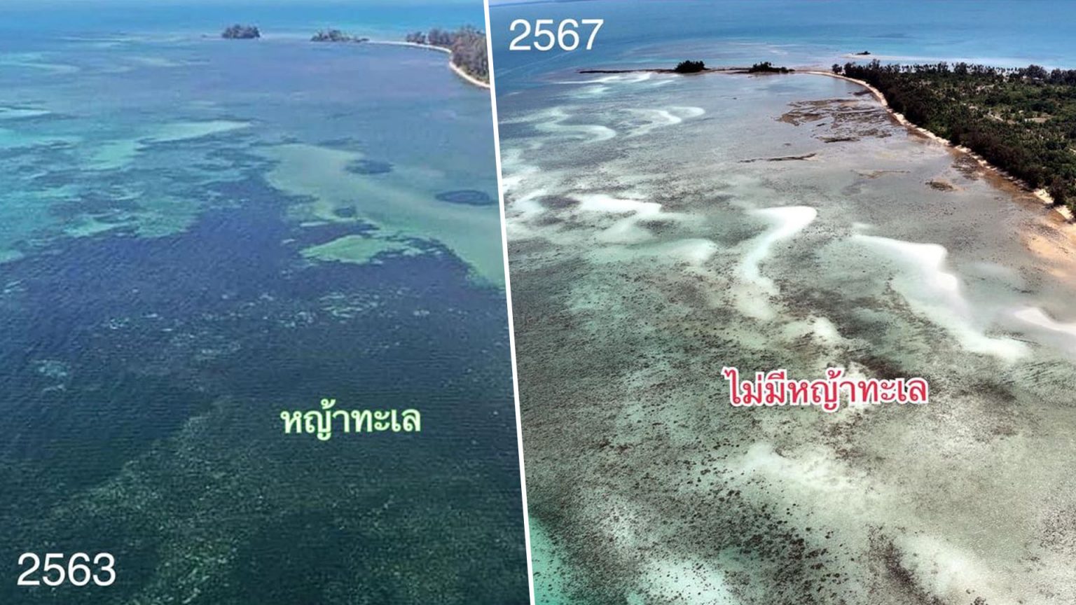 หายนะโลกร้อนทะเลเดือด หญ้าทะเลที่อยู่สัตว์น้ำ 810 ไร่ ตายเกลี้ยง