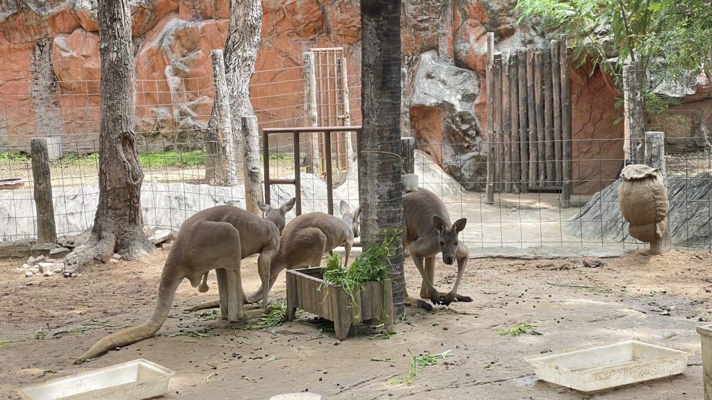 แฟ้มภาพ : จิงโจ้แดง สวนสัตว์เชียงใหม่