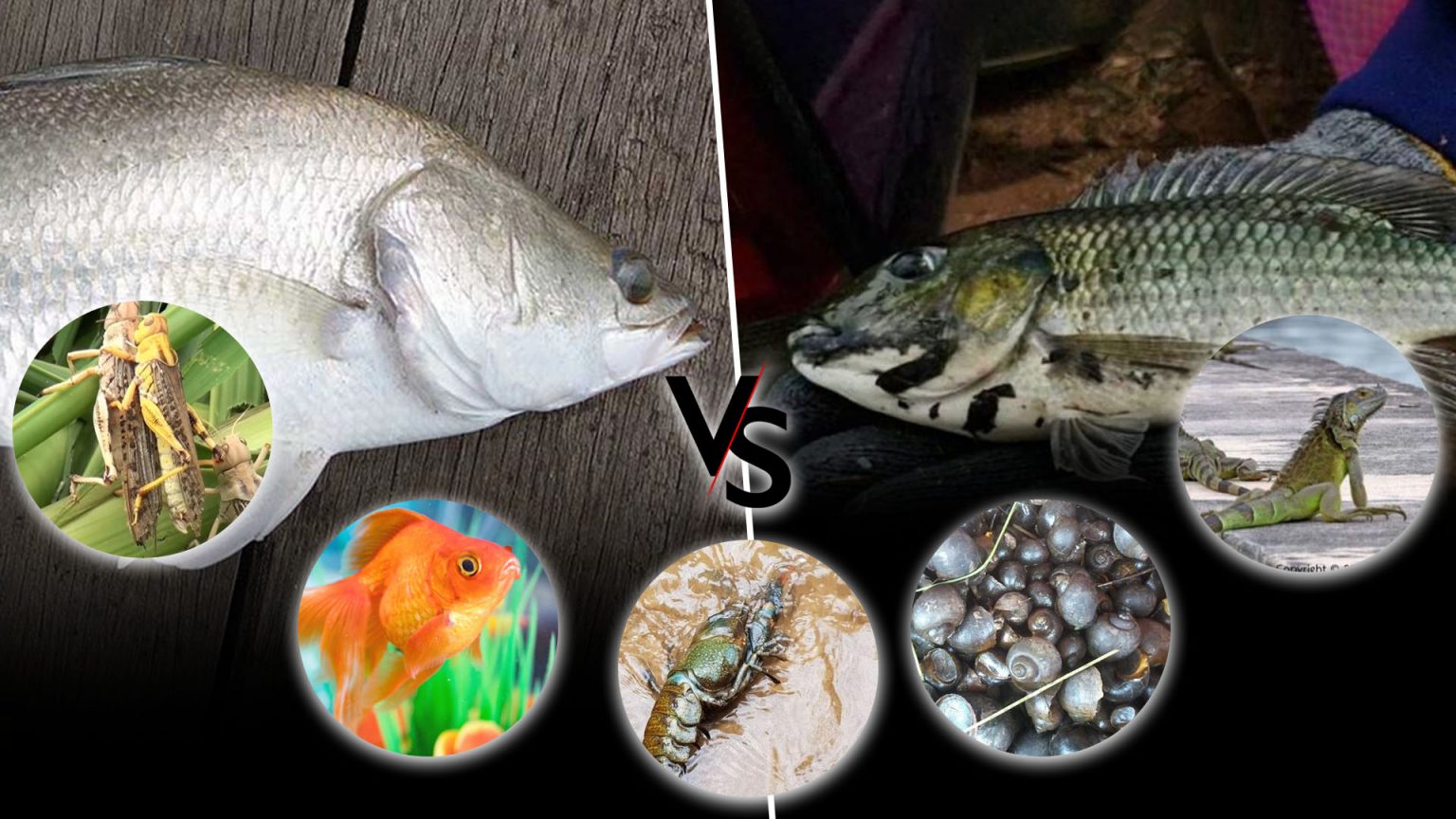 เปิดข้อมูลเอเลี่ยน สปีชีส์ ผู้รุกรานต่างถิ่น กับการกำจัด “ปลาหมอคางดำ” ทำได้จริงหรือ?