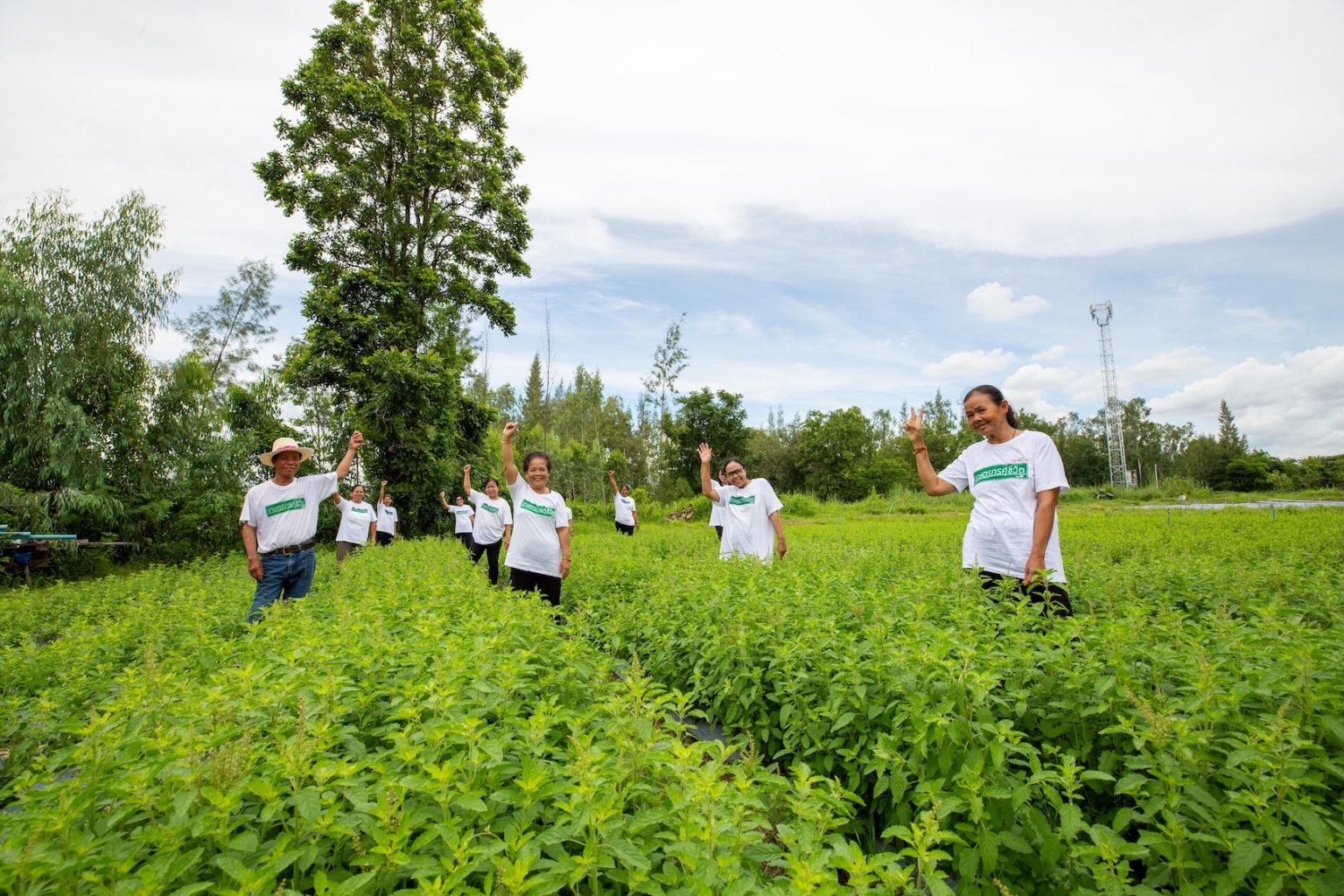 “กะเพราป่า” จากการวิจัยสายพันธุ์ สู่ข้าวกะเพราซีพีแรม ยกระดับคุณภาพชีวิตเกษตรกรไทย